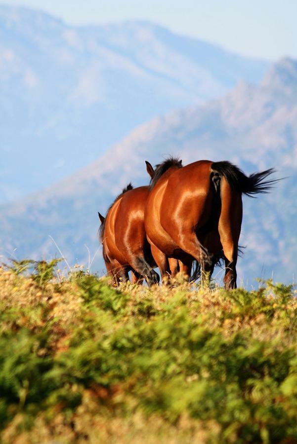 Nuits Magiques Au Village Entre Mer Et Montagnes Bigorno Bagian luar foto